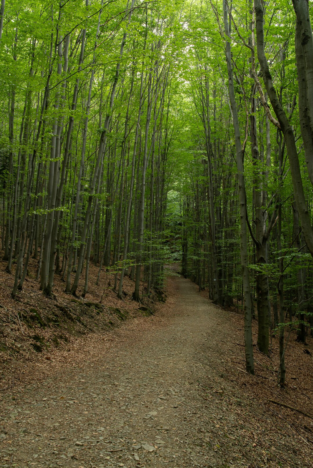 group hiking in polish woods